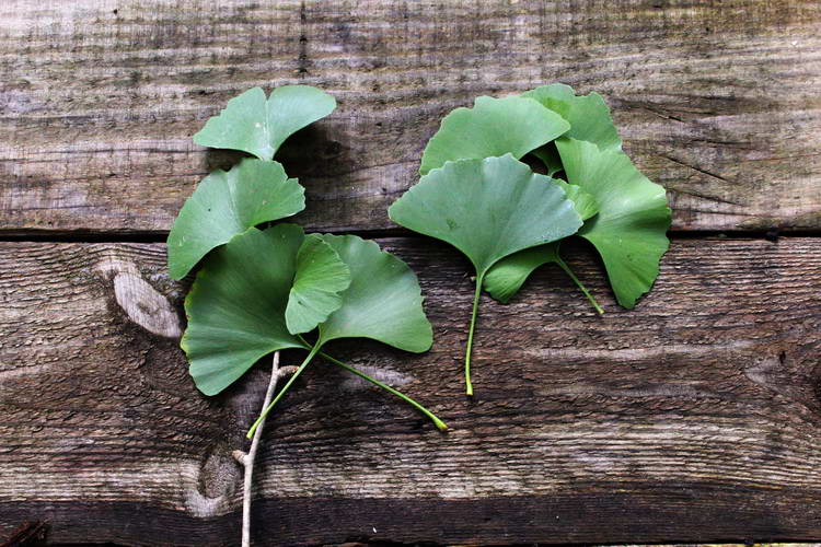 Ginkgo Biloba: Benefits, Circulation & Brain Support, Side Effects