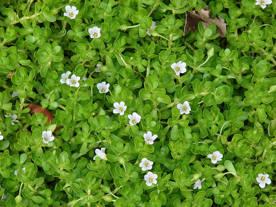 Bacopa monnieri (Брахми): научно-медицинский обзор и доказанные эффекты для памяти, внимания и защиты мозга
