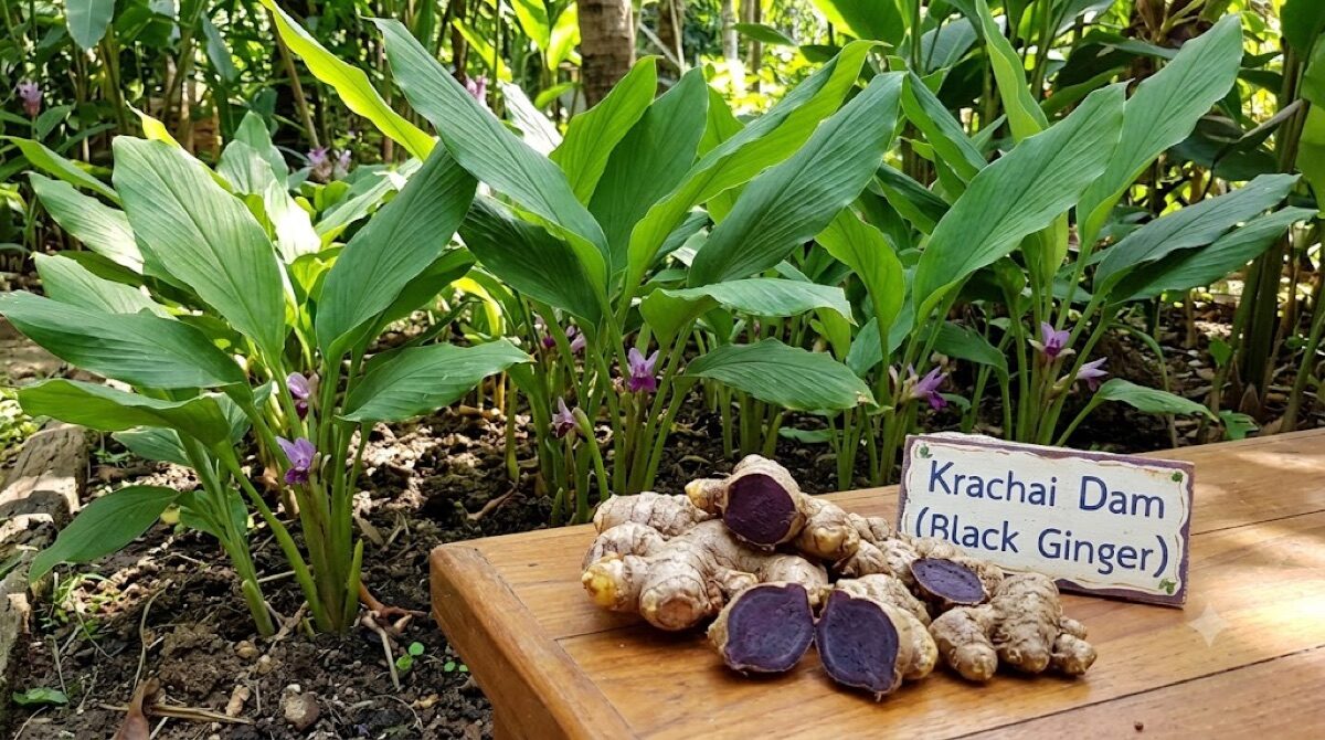Tanaman dan rimpang Krachai Dam (Kaempferia parviflora) — jahe hitam Thailand
